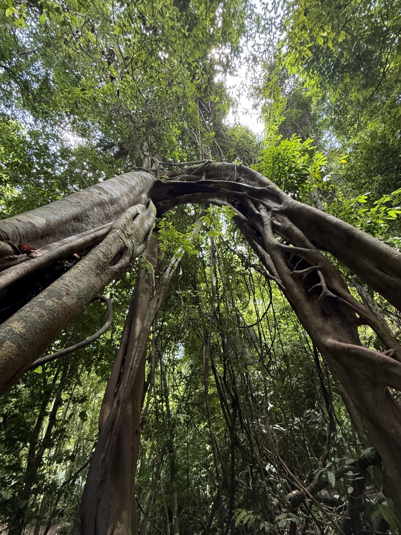 Banyan