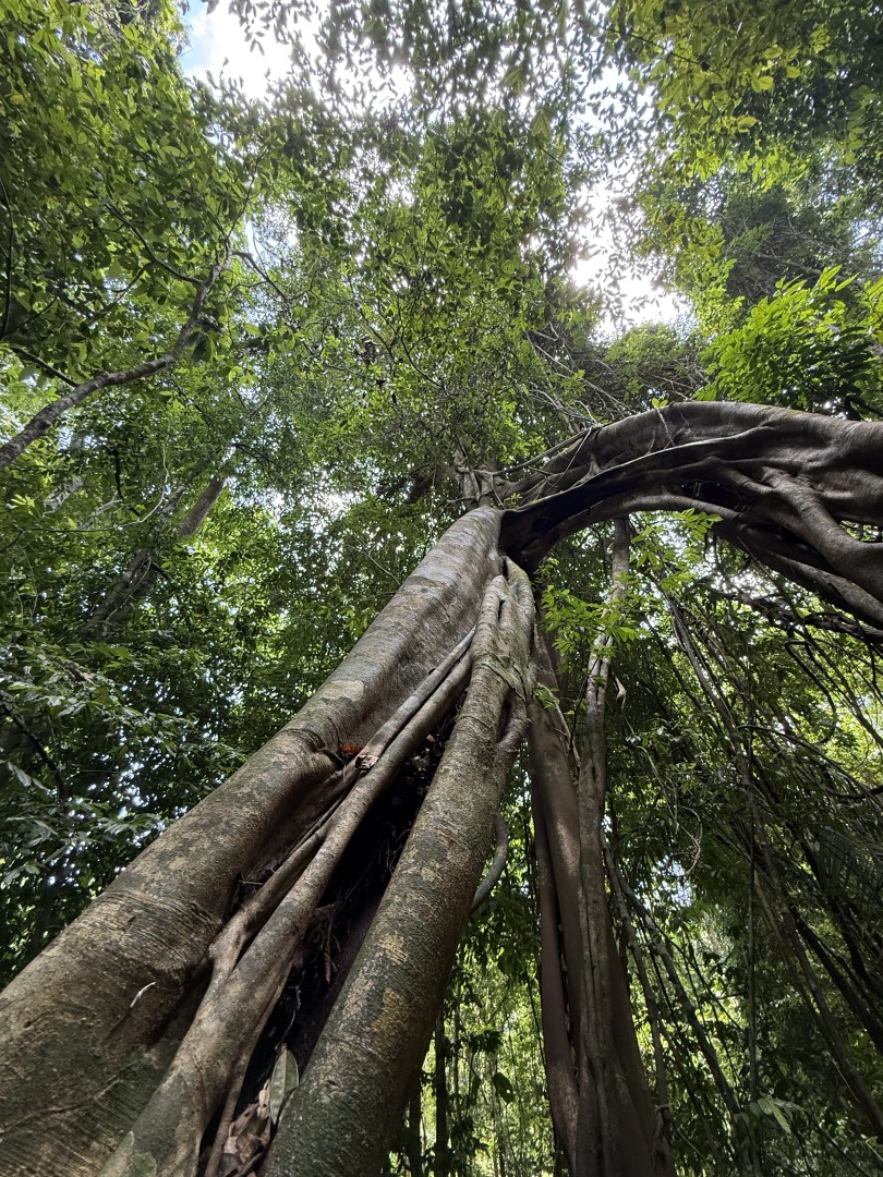 Banyan